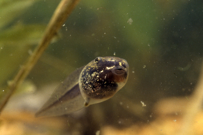 Wood frog tadpole. Wood frog tadpole. Credit: Sally Ray